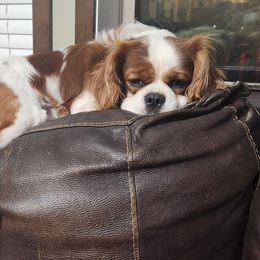 Lucy - Cavalier King Charles Spaniel