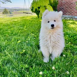 Twain - male Samoyed puppy in Nampa, Idaho from Long Run Samoyeds