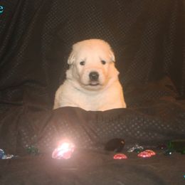 Topaz - Lite blue - White male German Shepherd puppy in Grimes County, Texas from Double H German Shepherds