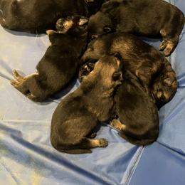 German Shepherd Puppies from Mission K9
