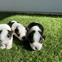 Yorkshire Terrier Puppies from Snacksville Yorkies