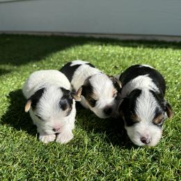 Yorkshire Terrier Puppies from Snacksville Yorkies