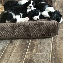 English Springer Spaniel Puppies from Ocoee English Springer Spaniels