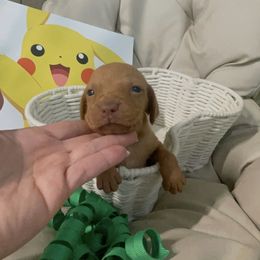 Rowlet - Golden rust male Vizsla puppy in Bloomington, Indiana from Envizion