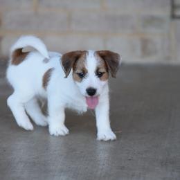 Rosemary Boy 2 - White and tan male Russell Terrier puppy in Middletown, Virginia from DBF Russell Terriers