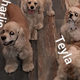 Cocker Spaniels from East Texas American Cocker Spaniels