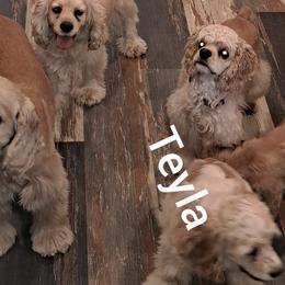 Cocker Spaniels from East Texas American Cocker Spaniels