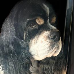 Remi - Cocker Spaniel
