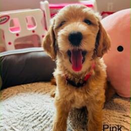 Pink - Cream female Goldendoodle puppy in Humble, Texas from Donna Bear and the Golden Doodles