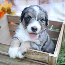 Cookie (Purple Bow) - female Bernese Mountain Dog puppy in Middlesex, North Carolina from Willow Springs Doodles & Berners