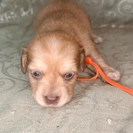 Orange collar - Cream male Dachshund puppy in Lexington, Oklahoma from BooneDox Miniature Dachshunds