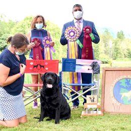 English Springer Spaniel and Labrador Retriever Puppies from Brae Kennels