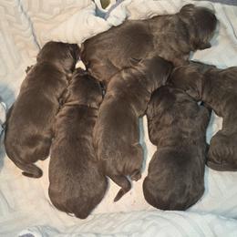 Boy 3 - Chocolate male Labrador Retriever puppy in Dartmouth, Massachusetts from Dolce Amore Labradors