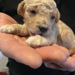 Poodle Puppies from 3C Poodles