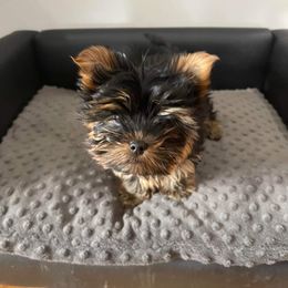 Yorkshire Terrier Puppies from Yorkie Puppies Redwood Ranch