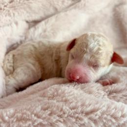 Lewis - Cream male Aussiedoodle puppy in Allen, Texas from Calena’s Doodles