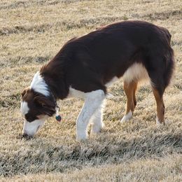 Ro - Australian Shepherd