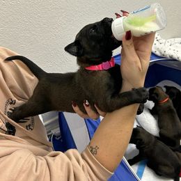 Belgian Malinois Puppies from Faubion Malinois