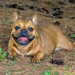 Fern - French Bulldog