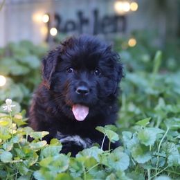 Violet - Black female Newfoundland puppy in Madison, Wisconsin from Riddle Family Newfoundland