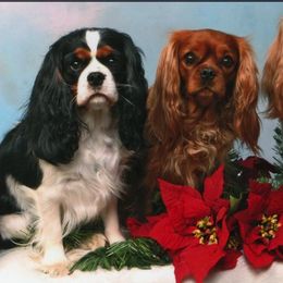 Cavalier King Charles Spaniels from Lynsfaire Cavaliers