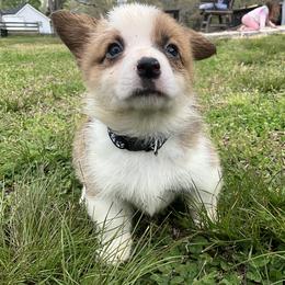 21 Black Collar - Sable female Pembroke Welsh Corgi puppy in Port Republic, Maryland from Bestfurends