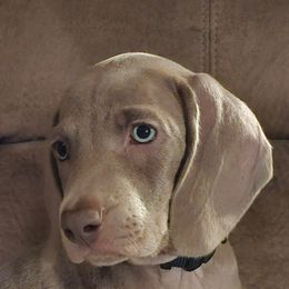 Weimaraner Puppies from Mavericks Night Weimaraners