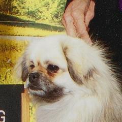 Howdy - Tibetan Spaniel