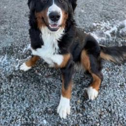 Luca - Bernedoodle