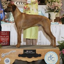 Rhodesian Ridgeback All Grown Up from Adili Ridgebacks