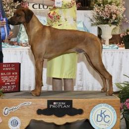 Rhodesian Ridgeback All Grown Up from Adili Ridgebacks