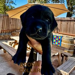 Brown Collar - Black male Labrador Retriever puppy in Galt, California from On My Side Kennels