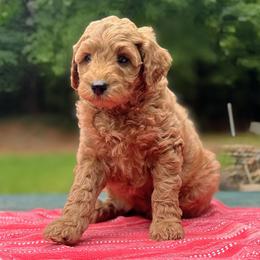 Eowyn - Red  female Goldendoodle puppy in Pittsburg, Texas from Grace Springs Goldendoodles