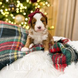 Dulce - Red  female Goldendoodle puppy in Schulenbrug, Texas from Wright Doodles & Poodles