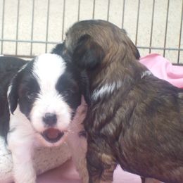 Tibetan Terrier Puppies from Arkeden Tibetan Terriers