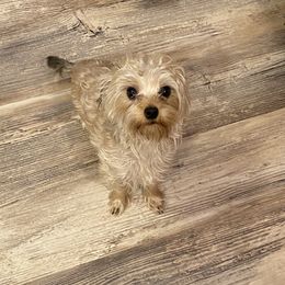 Peaches - Yorkshire Terrier