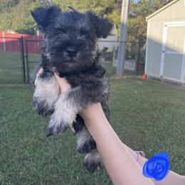 Miniature Schnauzer Puppies from BirBrie's Babies