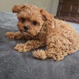 Tiny pete - Apricot male Cavapoo puppy in Copan, Oklahoma from Tatums cavapoos