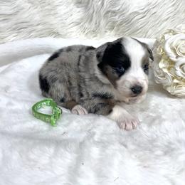 Tiffany - Blue merle female Australian Shepherd puppy in Vail, Iowa from Homegrown Huskies