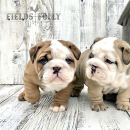 Bulldog Puppies from Fields’ Folly