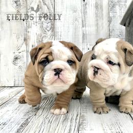 Bulldog Puppies from Fields’ Folly