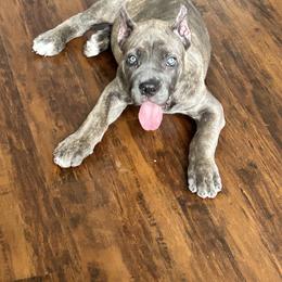 Cane Corso Puppies from Majestic Pride Cane Corso LLC