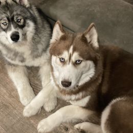 Malibu - Siberian Husky