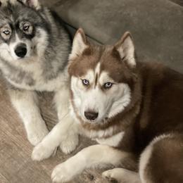 Malibu - Siberian Husky