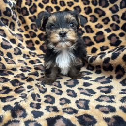 Tucker - Blue and gold male Yorkshire Terrier puppy in Coeburn, Virginia from Southern Sweetheart Kennels