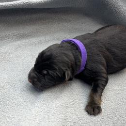 Girl 2 - Black and tan female German Shepherd puppy in Sharon Grove, Kentucky from Julie’s Shepherds