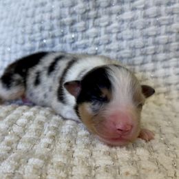 Bulls Eye - Blue merle female Australian Shepherd puppy in Ashland, Ohio from SS Australian Shepherds