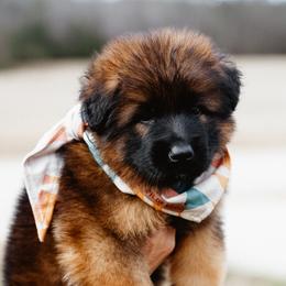 German Shepherd Puppies from di Casa Ortiz German Shepherds