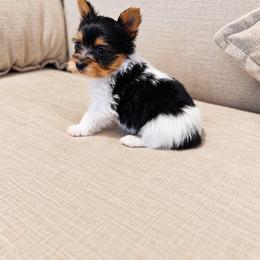 Yorkshire Terrier Puppies from Kashmir Yorkies