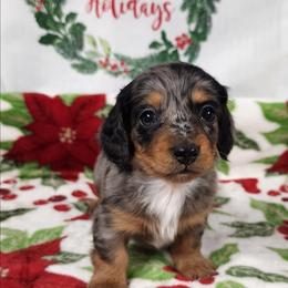 Maddy - Dapple female Dachshund puppy in Anaconda, Montana from Williams Family Dachshunds